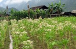Cây thuốc lá có thể thay thế xăng